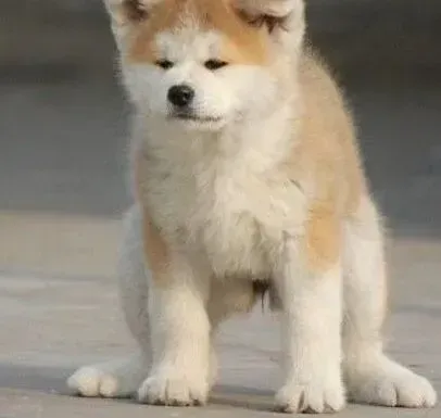 秋田犬|秋田犬不同季节的不同喂养方法