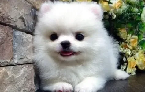 博美犬|文明进食 博美犬应该懂得基本礼仪