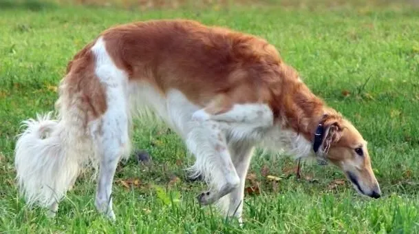 苏俄猎狼犬厉害吗 是猎食其它猎物的犬类 | 苏俄猎狼犬