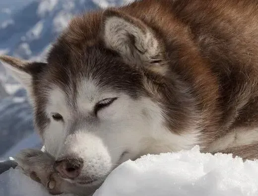 阿拉斯加犬|最快拔牙方法 巧学阿拉斯加犬拔牙小窍门