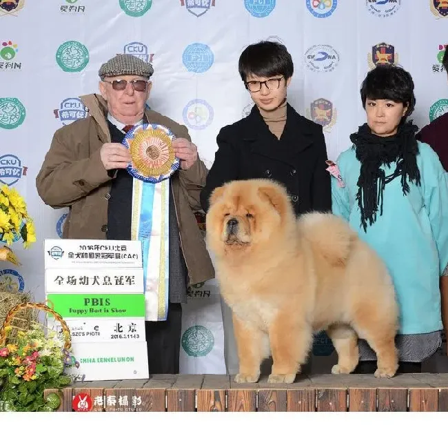 松狮犬|松狮犬为什么会坏肚子呢
