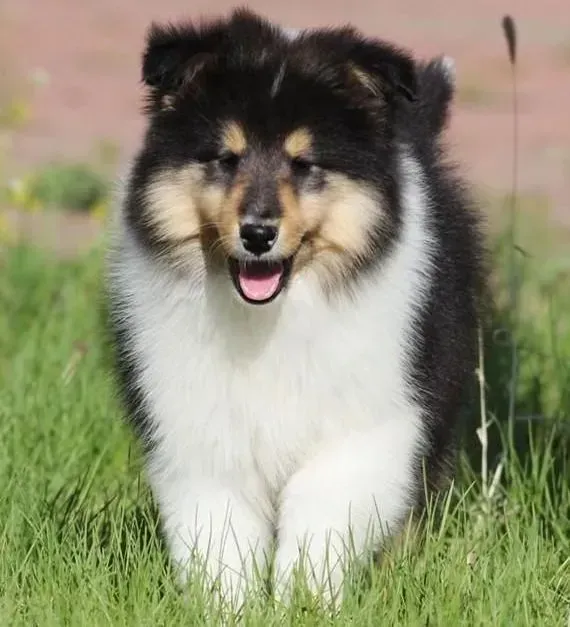 喜乐蒂|如何改掉喜乐蒂犬咬人的坏习惯