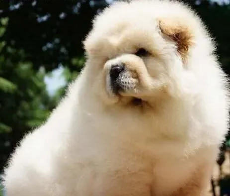 松狮犬|松狮幼犬的教养训练方法