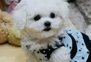 比熊犬|给比熊犬购买狗粮时主人们常犯的错误