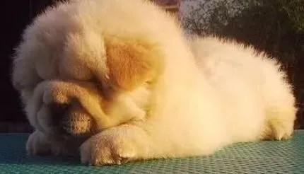 松狮犬|松狮犬为什么会坏肚子呢