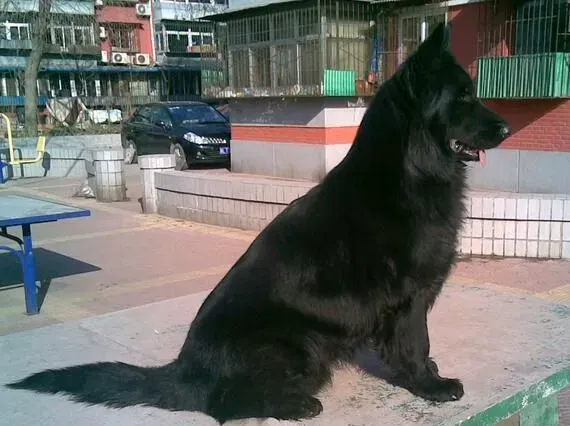 比利时牧羊犬的叫声 比利时叫声比较大 | 比利时牧羊犬