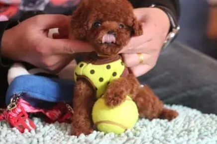 贵宾犬|怎样才能提高贵宾犬的耐心与控制力