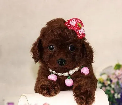 泰迪犬|泰迪犬夏季养护的关键点