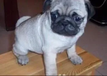 巴哥犬|巧妙治疗  让巴哥犬远离跳蚤的“骚扰”