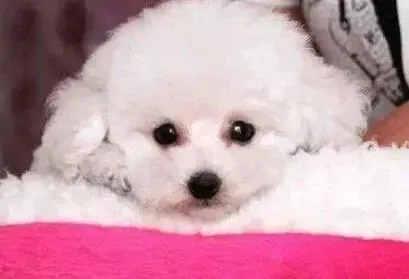 泰迪犬|适合泰迪犬使用的磨牙工具种类大集合