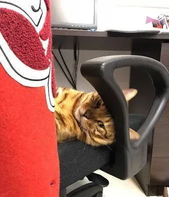 只是去上个班 豹猫闹脾气实力超萌撒娇 | 狗