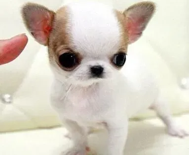 吉娃娃|怎样饲养一只健康的吉娃娃犬