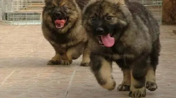 高加索犬|帮高加索剪趾甲不用怕 给高加索牧羊犬剪趾甲的步骤