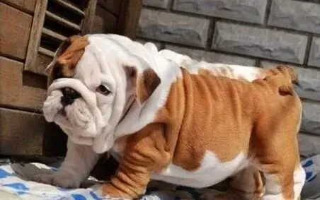 英国斗牛犬|怎么通过斗牛犬的便便了解它们的健康状况