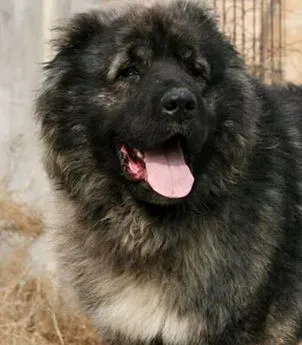 高加索犬智商 曾作为巡逻犬守护边境 | 高加索犬
