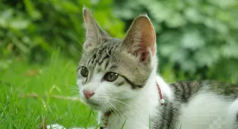 猫何时阉割最好 6个月之后可以阉割手术 | 猫