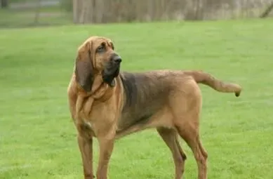寻血猎犬有几种 一般把猎犬分为三大类 | 寻血猎犬