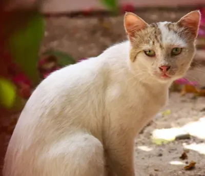 猫能吃馒头吗 馒头的营养太单一 | 猫