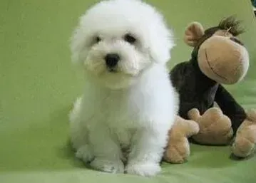 比熊犬|放养与圈养 哪种方式更适合饲养比熊犬