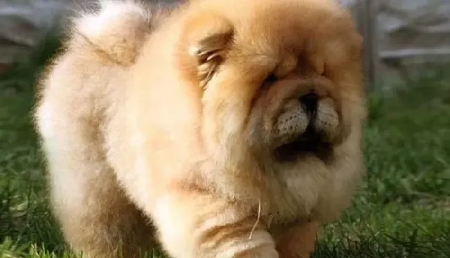 松狮犬|科学喂养之喂食松狮犬的禁忌