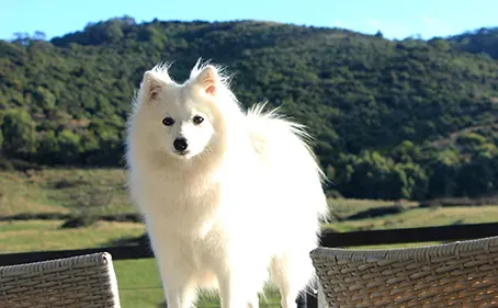 银狐犬怎么训练上厕所 观察它的排泄习惯 | 银狐犬