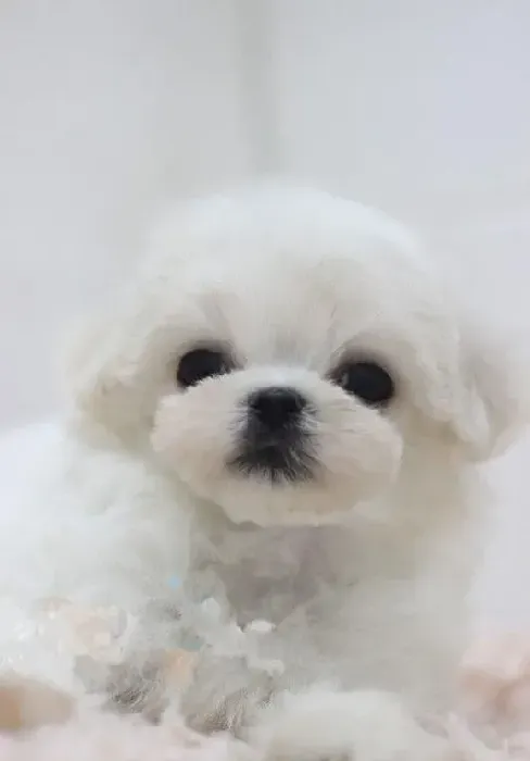 马尔济斯|马尔济斯犬冬季护理的秘籍