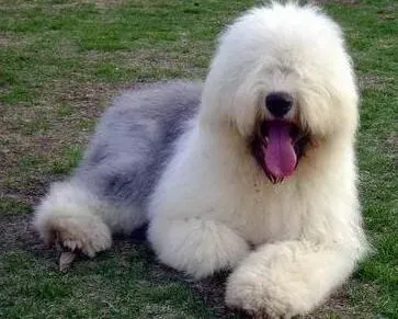 古代牧羊犬|古代牧羊犬吃骨头该注意什么