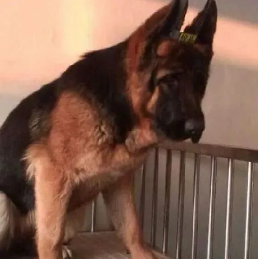 德国牧羊犬|防止德国牧羊犬攻击人的训练方式
