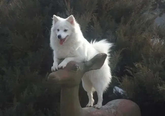 银狐犬|银狐犬有哪些不为人知的生活习性