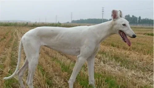 白色灵缇犬贵吗 根据血统来决定灵缇犬价格 | 灵缇犬