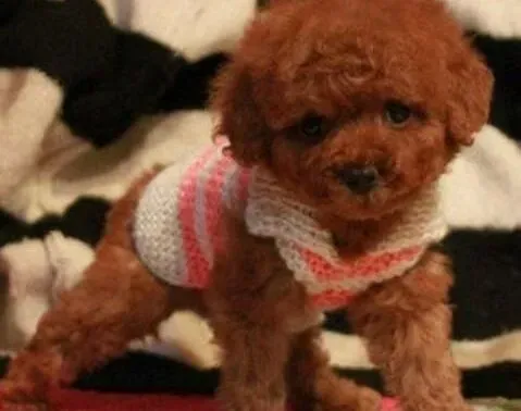 贵宾犬|怎样鉴定贵宾犬是否已经衰老了