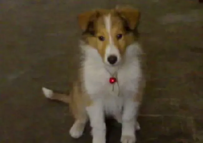 苏格兰牧羊犬|怎样更好的训练苏格兰牧羊犬学会进出门