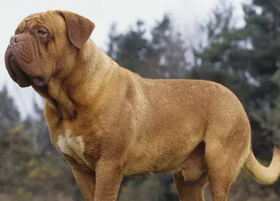 波尔多犬的形态特征 该犬皮毛短而柔软 | 波尔多犬