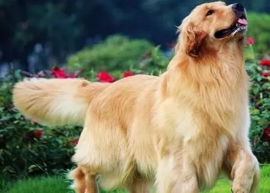 金毛|金毛犬沐浴的最佳间隔是多长时间