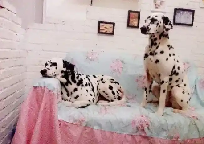 斑点狗|什么情况会导致斑点狗拉水状便便