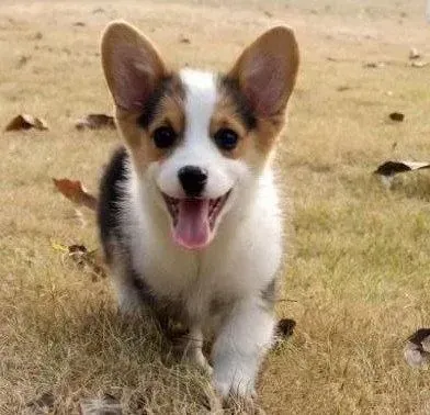 柯基犬|训练柯基犬的时候要适当的使用处罚