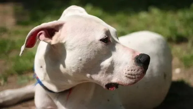 杜高犬|和杜高犬打招呼的正确方式