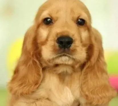 可卡犬|为初次饲养可卡犬的主人们提供喂养方法