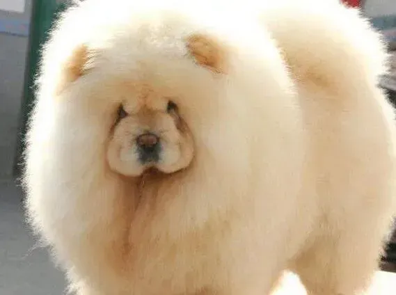 松狮犬|松狮犬身上有很多皮屑瘙痒是什么原因