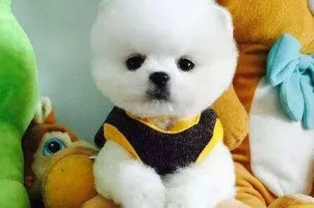 博美犬|照顾好博美犬有哪些章法可寻