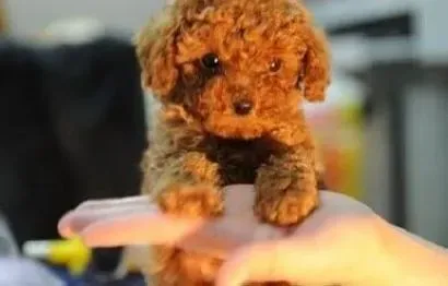 贵宾犬|贵宾犬的寂寞与孤独要如何对待