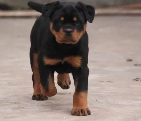 罗威纳犬|罗威纳犬眼睛分泌白色膜状物是什么原因？