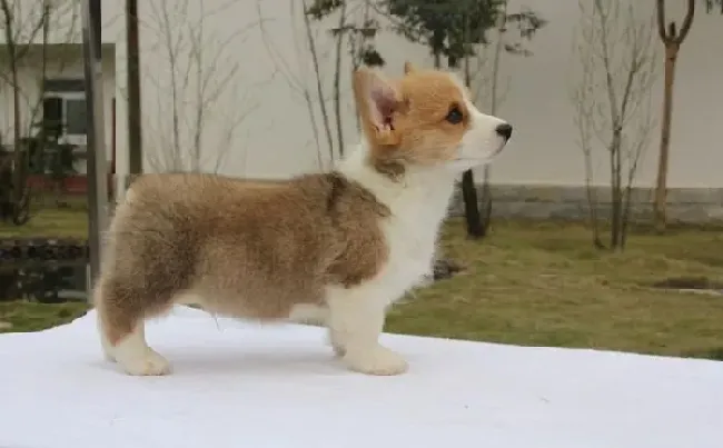 柯基犬|怎么样使柯基犬更好的适应新环境