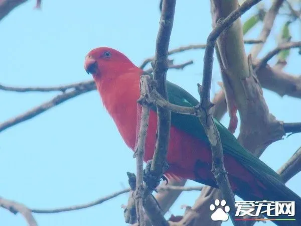 大洋洲国王鹦鹉的饲养 提供足够的空间 | 鹦鹉