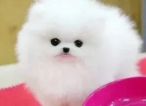 博美犬|博美犬呕吐不吃饭还吐虫子 求解决办法