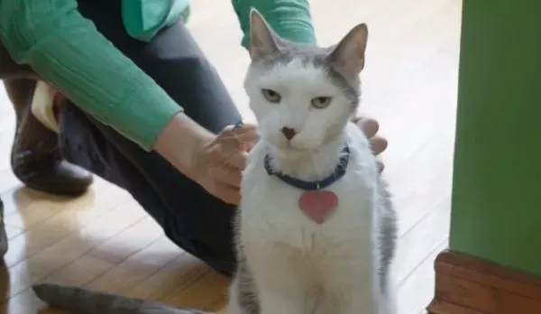 超专业的房仲猫咪 不仅接待客人还会陪签约 | 猫