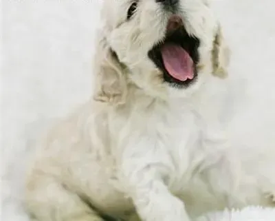 可卡犬|可卡犬主人最想知道的5个问题