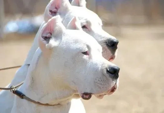 杜高犬|杜高犬最近总流鼻涕是什么情况