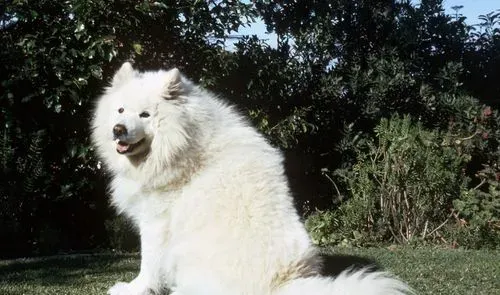 如何喂养萨摩耶犬 很小的狗要少吃多餐 | 萨摩耶犬