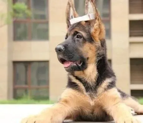 德国牧羊犬|德国牧羊犬能吃冰激凌和西瓜吗